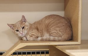 Cassian, Adult Male unknown