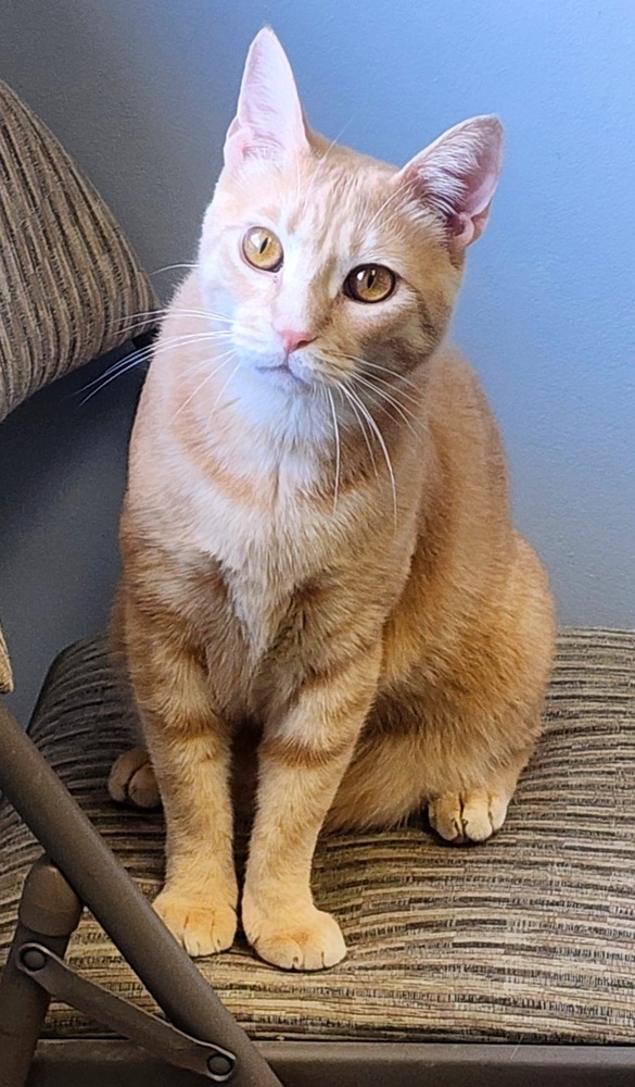 Cassian, an adoptable Domestic Short Hair in Anoka, MN, 55303 | Photo Image 1