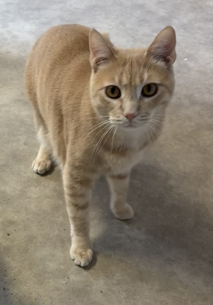 Cassian, an adoptable Domestic Short Hair in Anoka, MN, 55303 | Photo Image 2