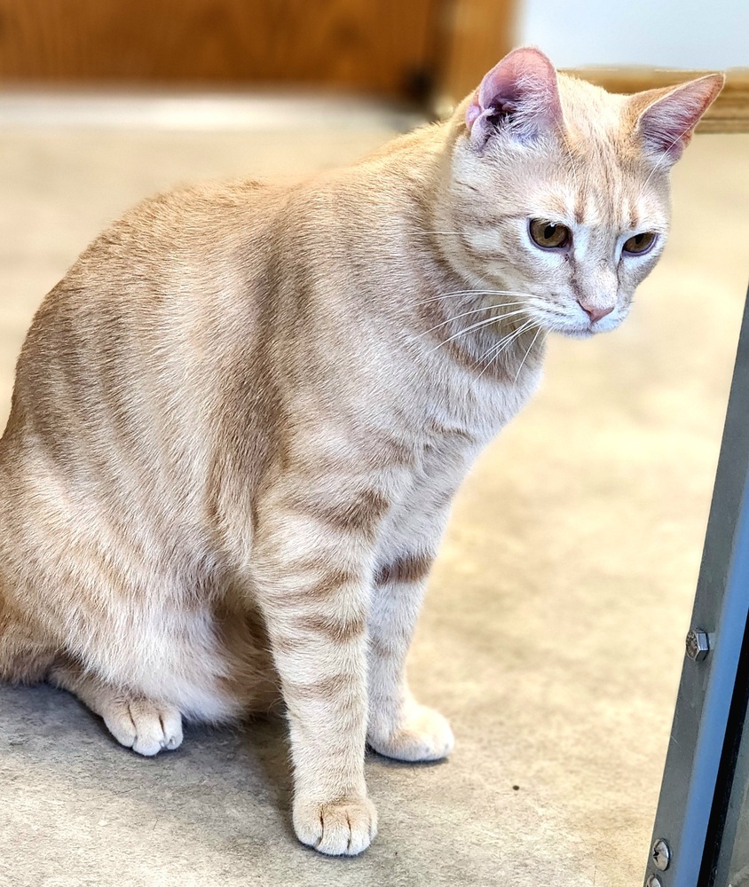 Cassian, an adoptable Domestic Short Hair in Anoka, MN, 55303 | Photo Image 3