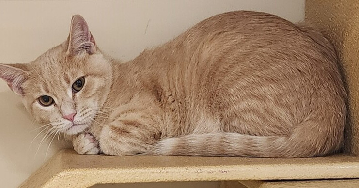 Cassian, an adoptable Domestic Short Hair in Anoka, MN, 55303 | Photo Image 4