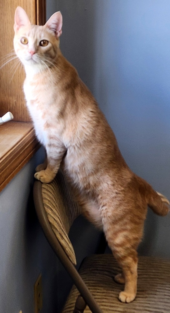 Cassian, an adoptable Domestic Short Hair in Anoka, MN, 55303 | Photo Image 4