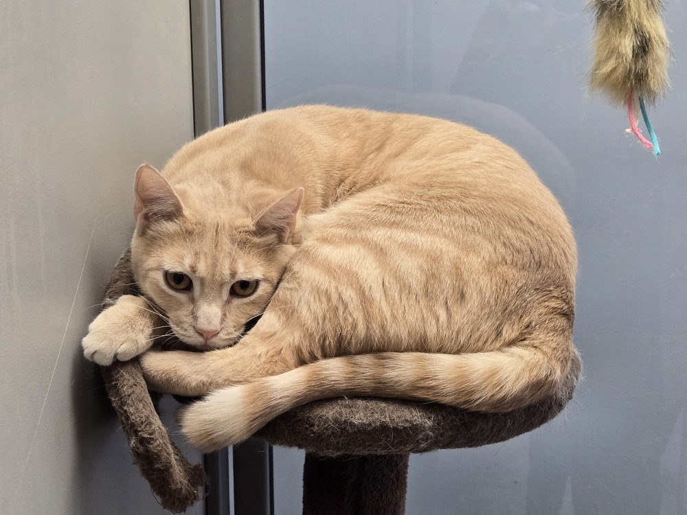 Cassian, an adoptable Domestic Short Hair in Anoka, MN, 55303 | Photo Image 5