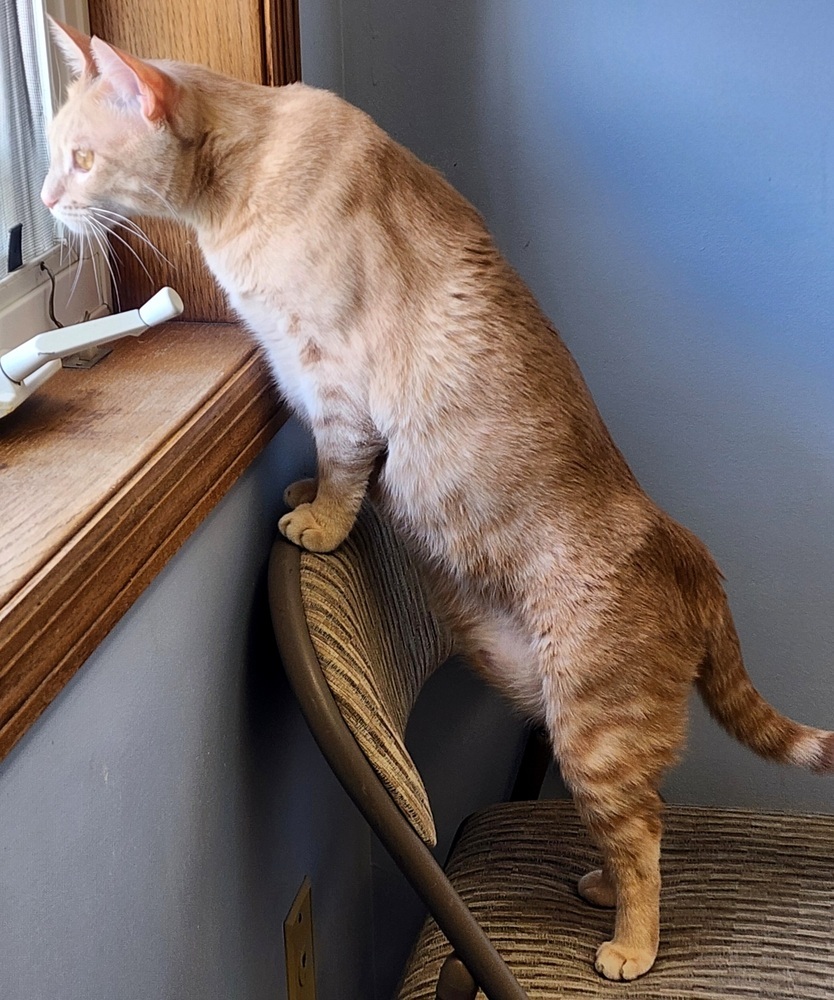 Cassian, an adoptable Domestic Short Hair in Anoka, MN, 55303 | Photo Image 6