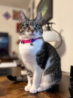 Mika, an adoptable Domestic Short Hair in Anoka, MN, 55303 | Photo Image 1