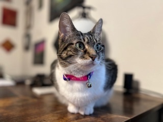 Mika, an adoptable Domestic Short Hair in Anoka, MN, 55303 | Photo Image 2