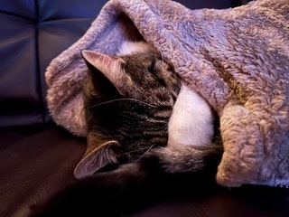 Mika, an adoptable Domestic Short Hair in Anoka, MN, 55303 | Photo Image 3