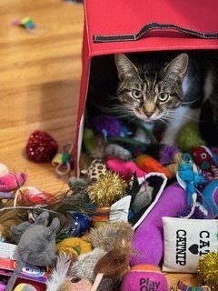 Mika, an adoptable Domestic Short Hair in Anoka, MN, 55303 | Photo Image 4