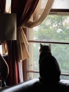 Mika, an adoptable Domestic Short Hair in Anoka, MN, 55303 | Photo Image 5