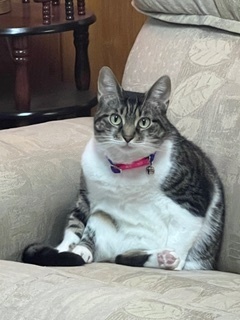 Mika, an adoptable Domestic Short Hair in Anoka, MN, 55303 | Photo Image 6