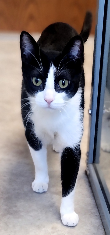 Feyre, an adoptable Domestic Short Hair in Anoka, MN, 55303 | Photo Image 1