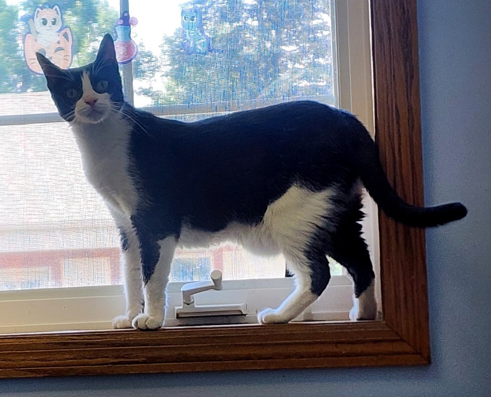 Feyre, an adoptable Domestic Short Hair in Anoka, MN, 55303 | Photo Image 2