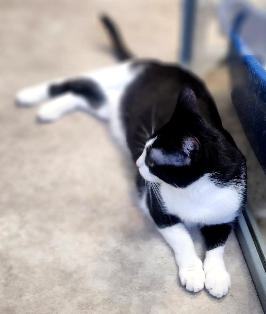 Feyre, an adoptable Domestic Short Hair in Anoka, MN, 55303 | Photo Image 3