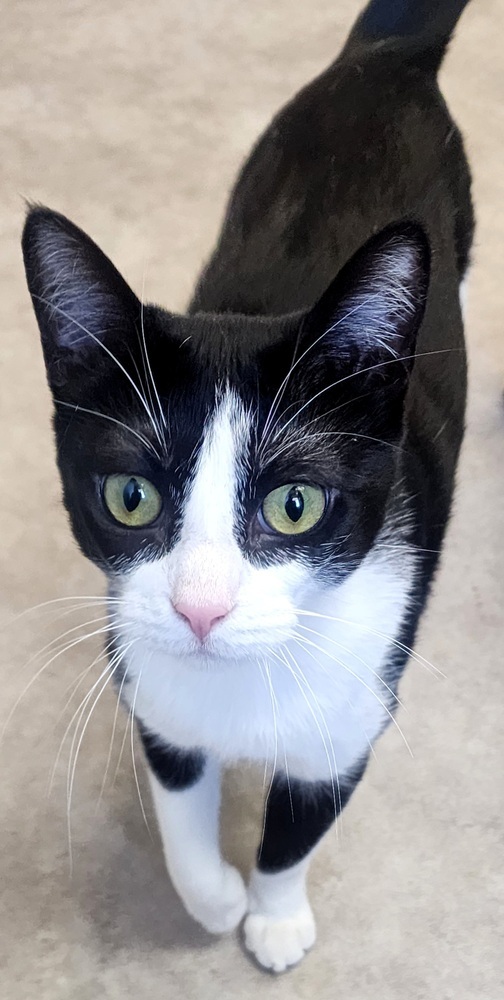 Feyre, an adoptable Domestic Short Hair in Anoka, MN, 55303 | Photo Image 4