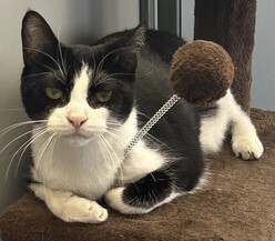 Feyre, an adoptable Domestic Short Hair in Anoka, MN, 55303 | Photo Image 5