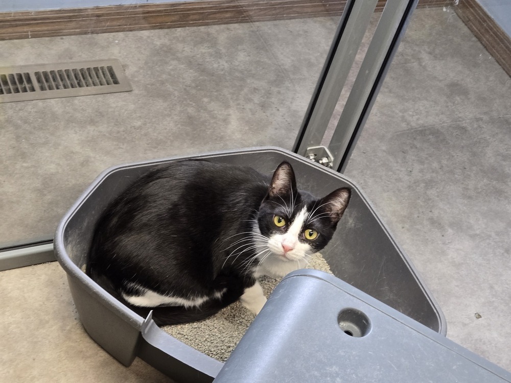 Feyre, an adoptable Domestic Short Hair in Anoka, MN, 55303 | Photo Image 6