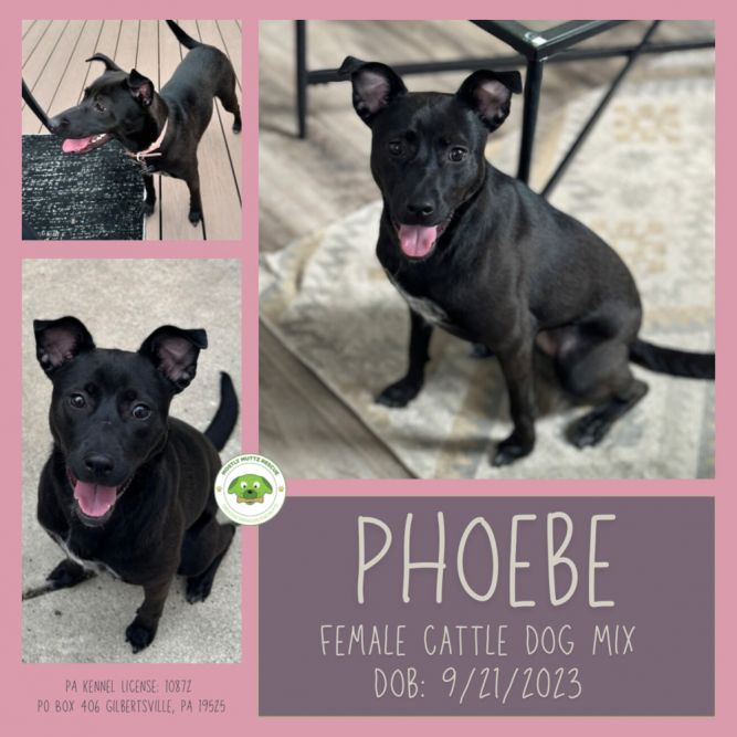 Phoebe (fka Rosie)