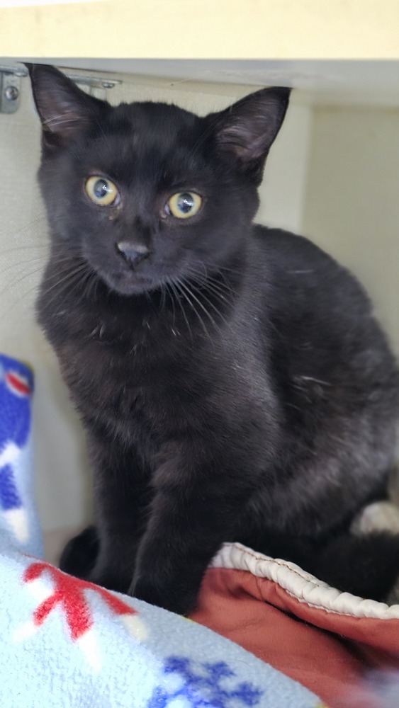 Cat for adoption Oliver, a Domestic Short Hair Mix in Mishawaka, IN