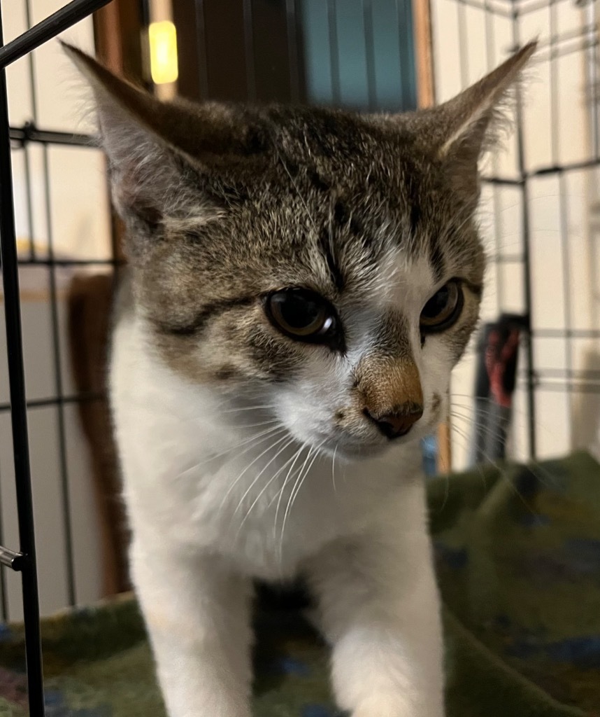 Jason, an adoptable Domestic Short Hair in Thompson Falls, MT, 59873 | Photo Image 1