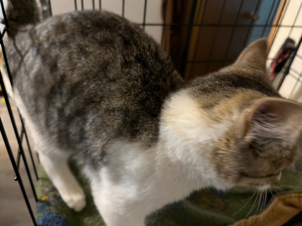 Jason, an adoptable Domestic Short Hair in Thompson Falls, MT, 59873 | Photo Image 2