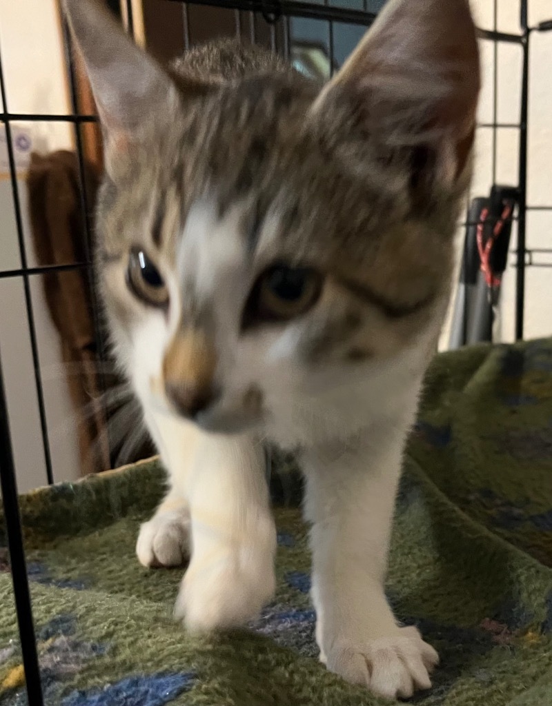 Jason, an adoptable Domestic Short Hair in Thompson Falls, MT, 59873 | Photo Image 3