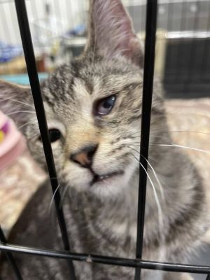 Brielle, Baby Female Domestic Short Hair