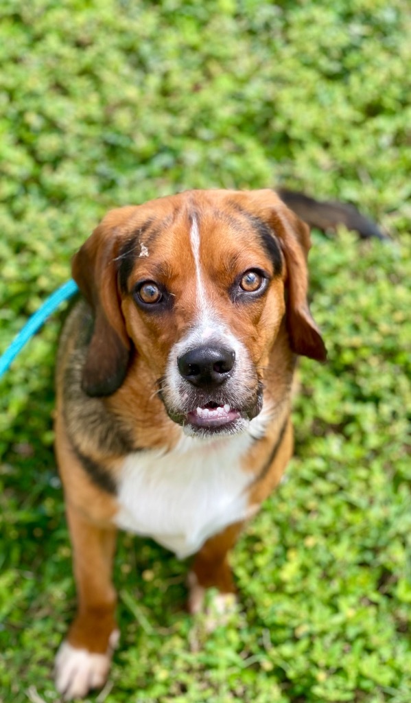 Bagel the Beagle