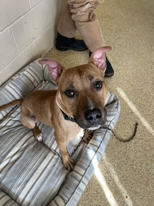 Dog for adoption Costco, a Mixed Breed in Cincinnati, OH Petfinder