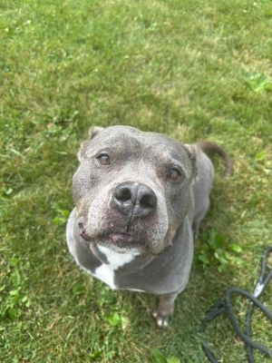 Sasha, Adult Female Pit Bull Terrier