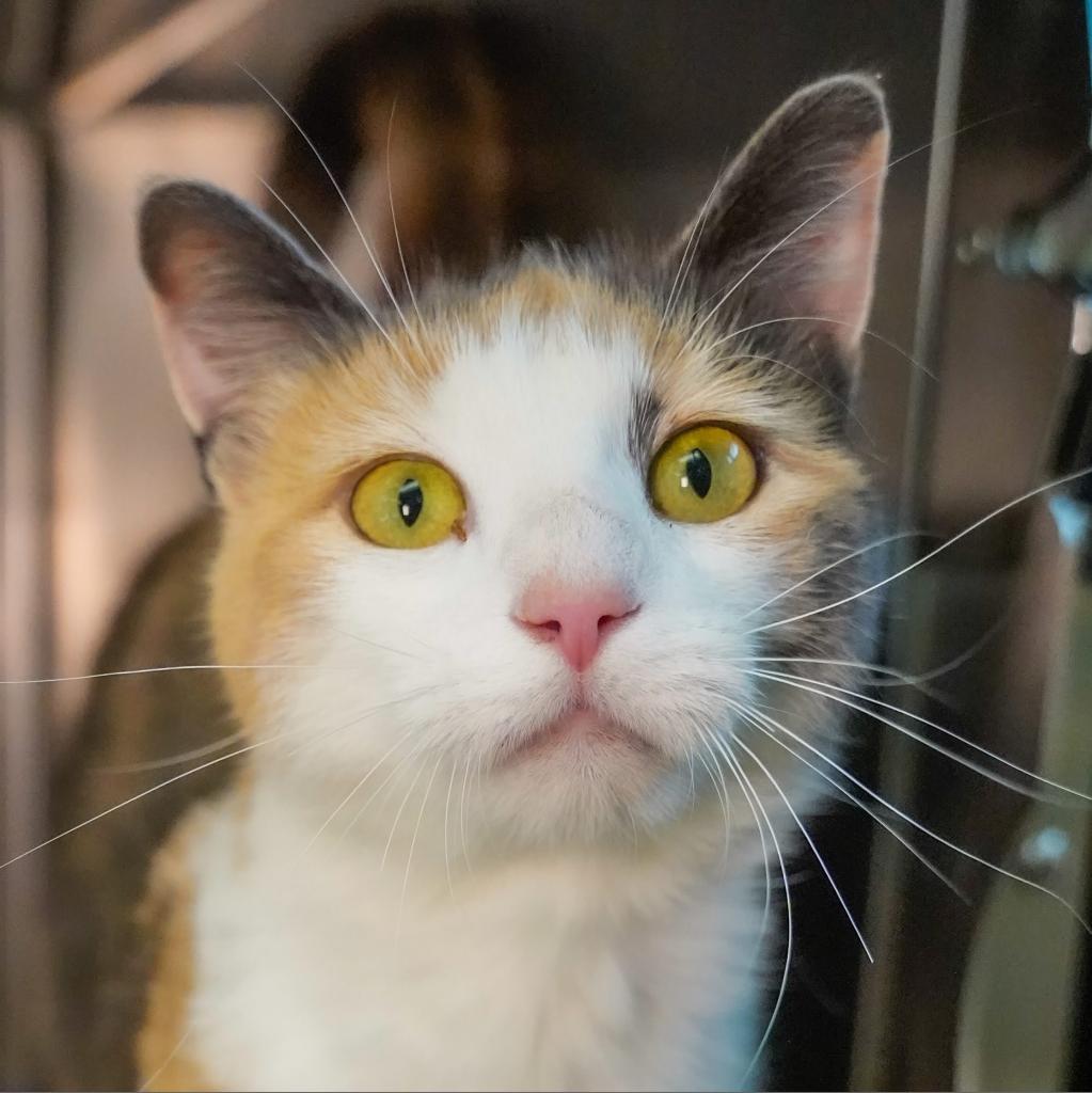 Mabel, an adoptable Domestic Short Hair in Thomaston, ME, 04861 | Photo Image 1