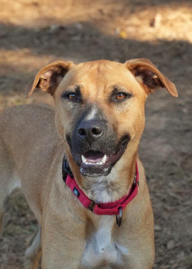 Dog for adoption Banana King 50600, a Mountain Cur Mix in Aiken, SC