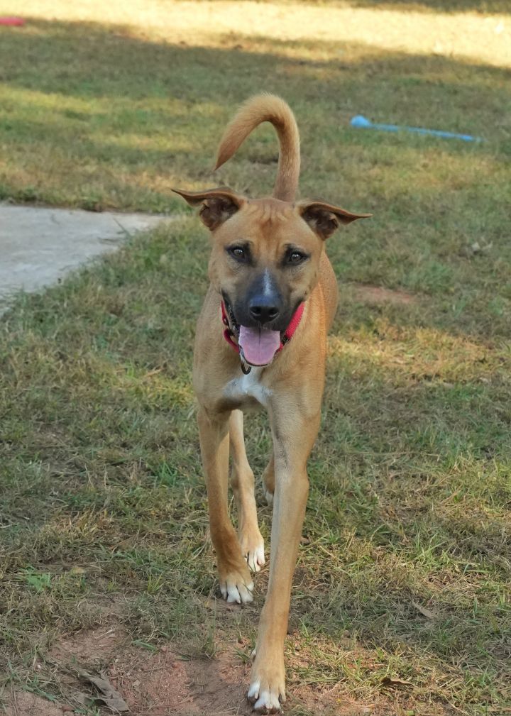 Dog for adoption Banana King 50600, a Mountain Cur Mix in Aiken, SC