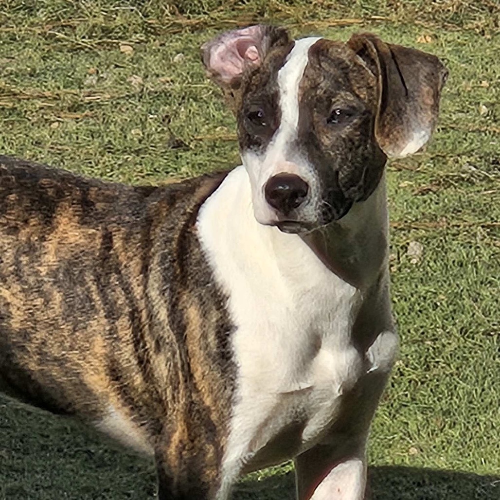 Elizebeth 4993, an adoptable Mountain Cur, Greyhound in LOXAHATCHEE, FL, 33470 | Photo Image 1