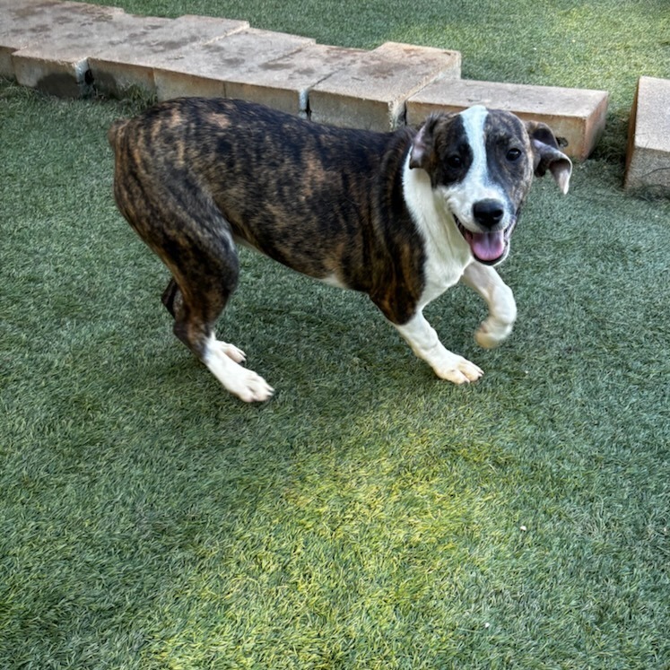 Elizebeth 4993, an adoptable Mountain Cur, Greyhound in LOXAHATCHEE, FL, 33470 | Photo Image 3