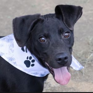 Chocolate 3307, Young Male Black Labrador Retriever