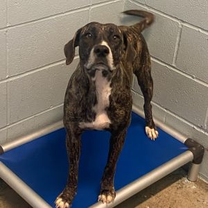 MAXINE 5783, Adult Female Hound