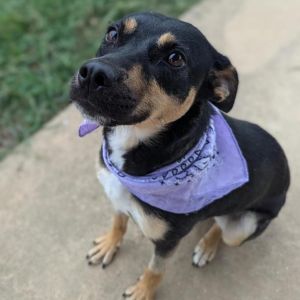 Ainsley 3395, Adult Female Australian Kelpie