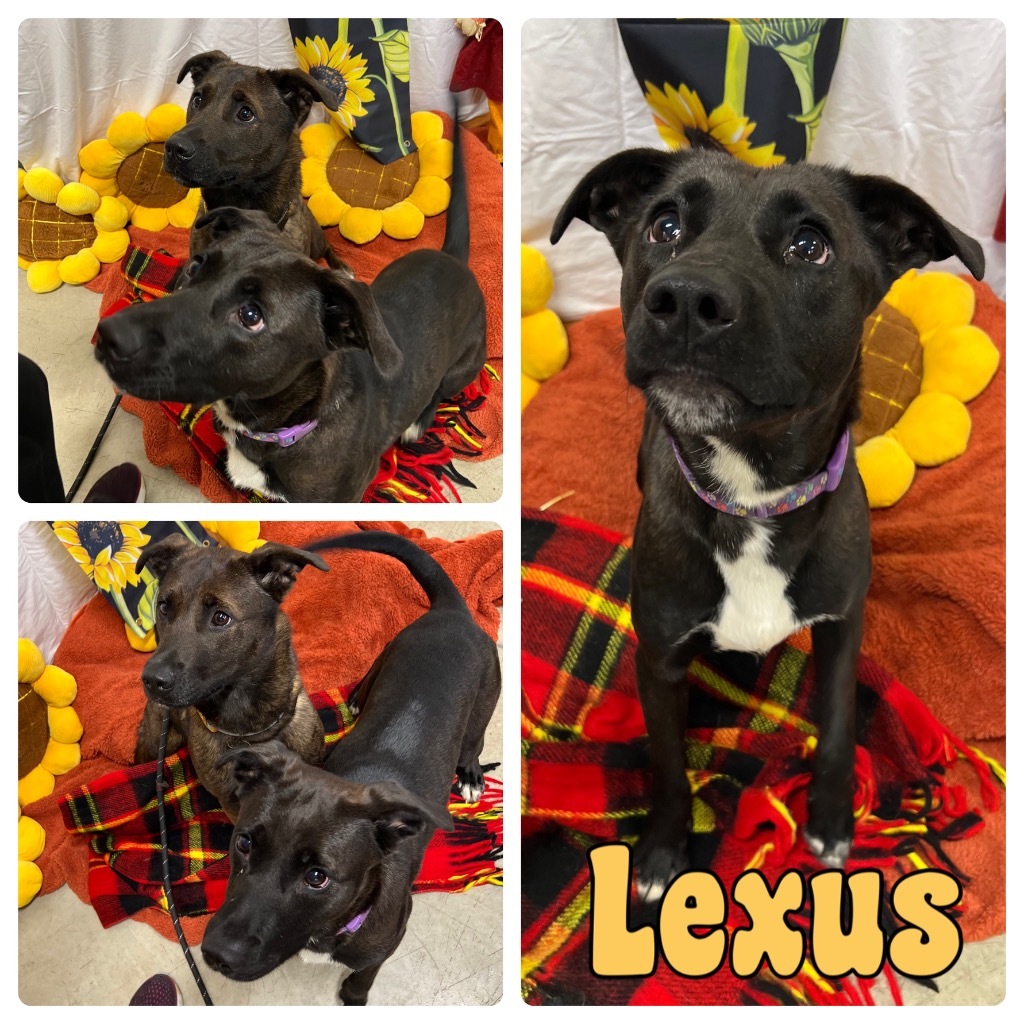 Lexus, an adoptable Affenpinscher in Pierceton, IN, 46562 | Photo Image 1