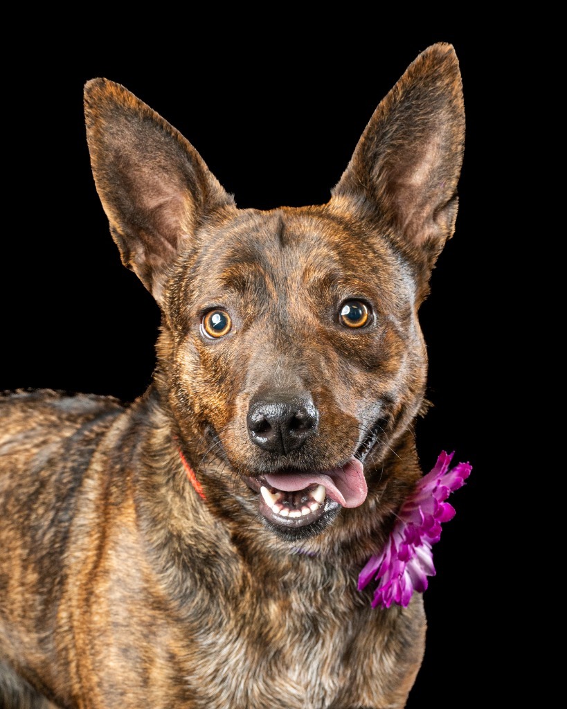 Ella, an adoptable Pit Bull Terrier, Mixed Breed in Rock Springs, WY, 82901 | Photo Image 1