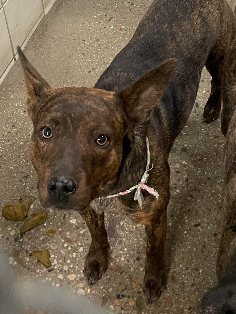 Ella, an adoptable Pit Bull Terrier, Mixed Breed in Rock Springs, WY, 82901 | Photo Image 2