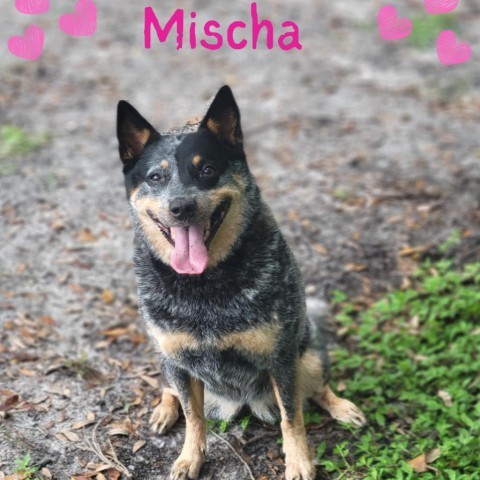 Mischa