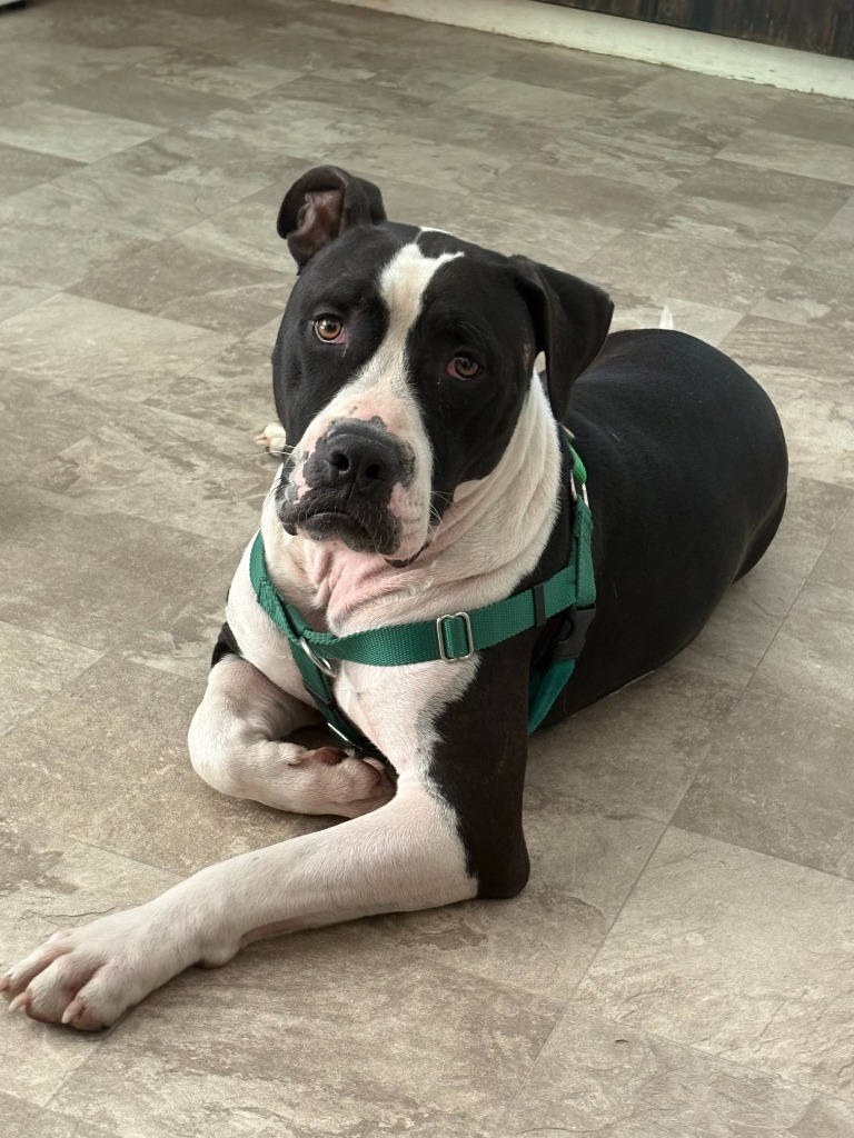 Jerold, an adoptable Pit Bull Terrier, Shar-Pei in Chico, CA, 95928 | Photo Image 1