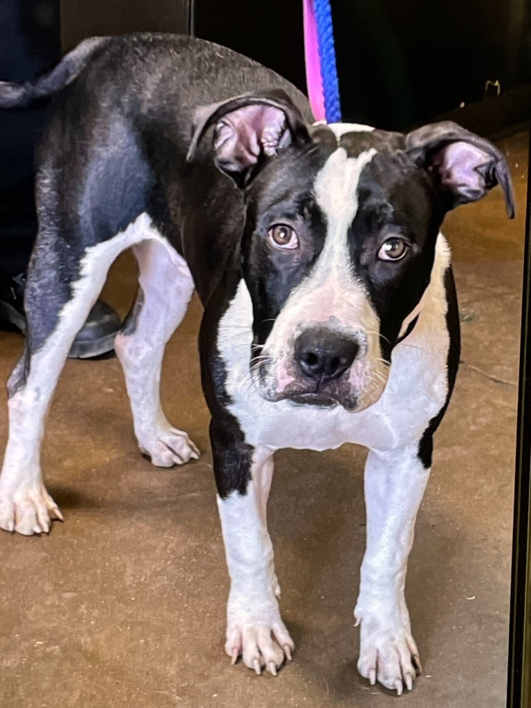 Jerold, an adoptable Pit Bull Terrier, Shar-Pei in Chico, CA, 95928 | Photo Image 2