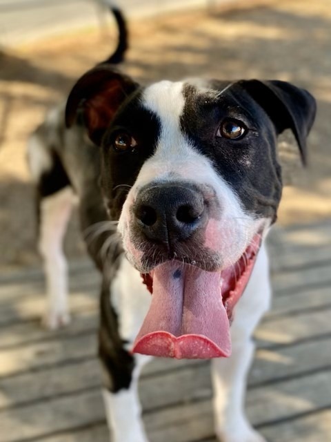 Jerold, an adoptable Pit Bull Terrier, Shar-Pei in Chico, CA, 95928 | Photo Image 3
