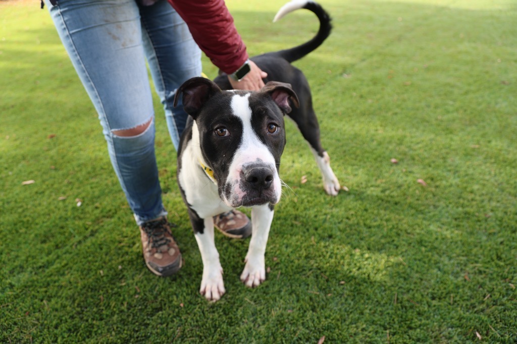 Jerold, an adoptable Pit Bull Terrier, Shar-Pei in Chico, CA, 95928 | Photo Image 3