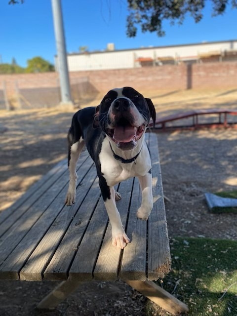 Jerold, an adoptable Pit Bull Terrier, Shar-Pei in Chico, CA, 95928 | Photo Image 4
