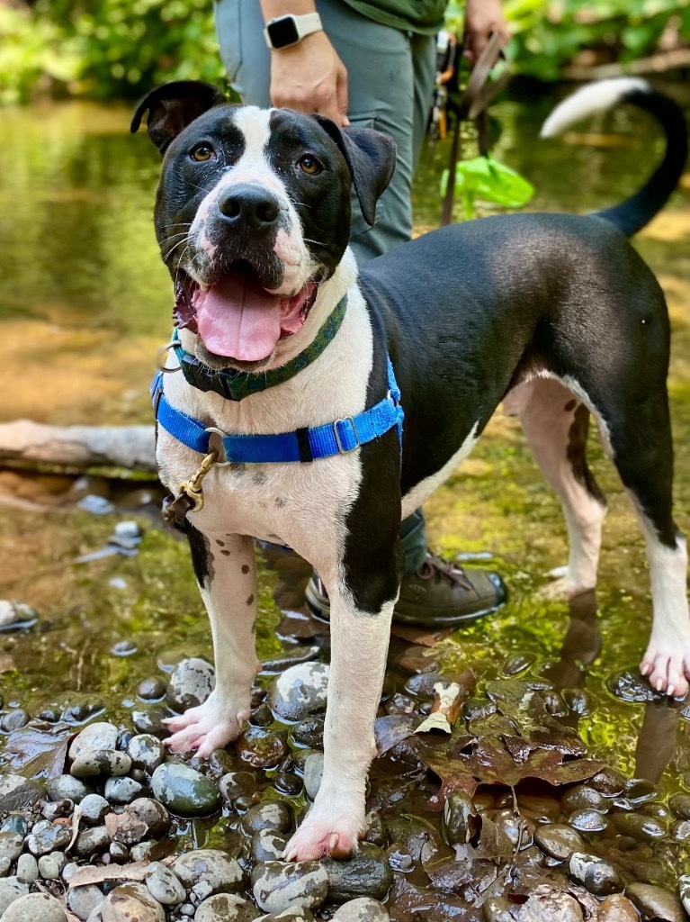 Jerold, an adoptable Pit Bull Terrier, Shar-Pei in Chico, CA, 95928 | Photo Image 4