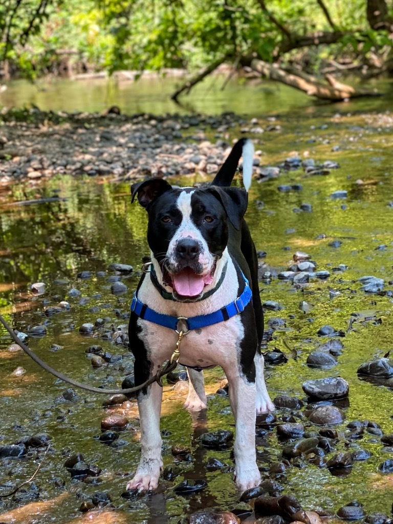 Jerold, an adoptable Pit Bull Terrier, Shar-Pei in Chico, CA, 95928 | Photo Image 5