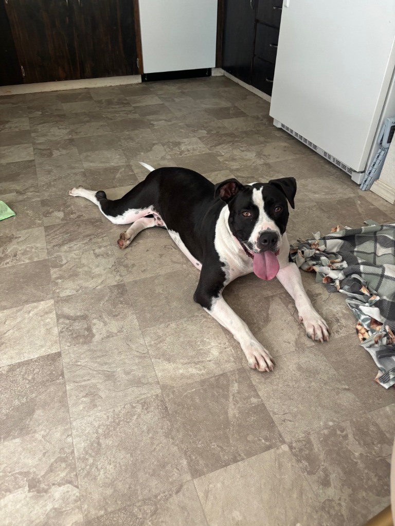 Jerold, an adoptable Pit Bull Terrier, Shar-Pei in Chico, CA, 95928 | Photo Image 6