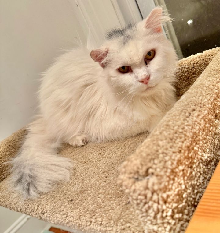Yeti Tina 1